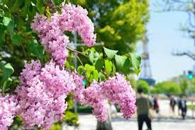 Pink lilac blossoms bloom on a branch near a city street.